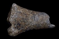 藏品(尺骨遠端)的圖片